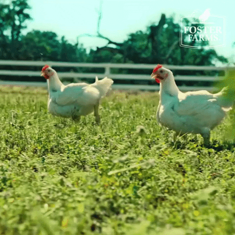 fosterfarms giphyupload happy excited chicken GIF