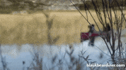 Bear Camping GIF by BlackBearDiner