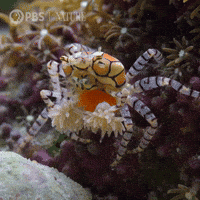 Explore Marine Life GIF by Nature on PBS