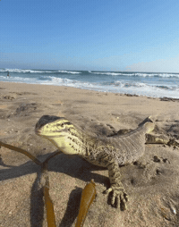 Beach Vibing GIF