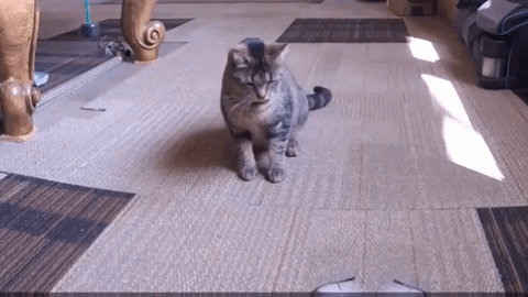 cat drone GIF