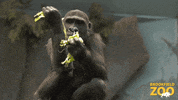 Gorilla Eating GIF by Brookfield Zoo