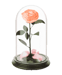 roses infinity Sticker by Oneroze