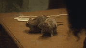 season 5 bet GIF by Real Husbands of Hollywood