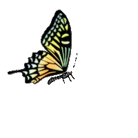 Girl Butterfly Sticker by Arata