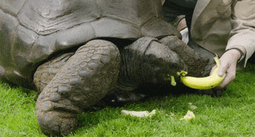 giant tortoise GIF by Head Like an Orange