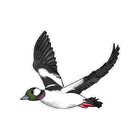 Bird Duck Sticker by Parks Conservancy