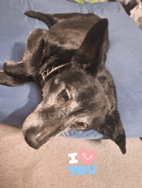 Dog Cert GIF