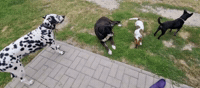 Dog GIF