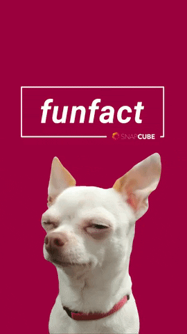 Dog GIF by SnapCube