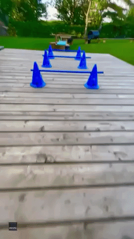 Clever Dog Expertly Maneuvers Tricky Obstacle Course at Quebec Home