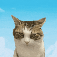 Cute Cat GIF by Furrend