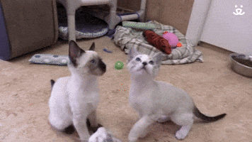 Follow The String