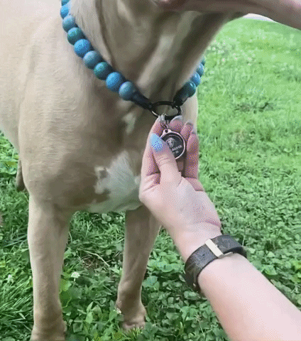 barkbadge giphyupload GIF