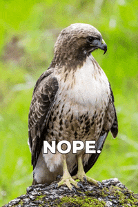 OaklandZoo animals california wildlife zoo GIF