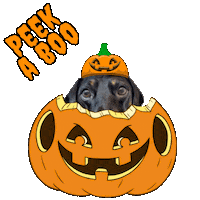 Trick Or Treat Halloween Sticker by Pimp Yo Pets