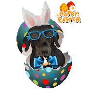 Easter Egg Sticker by Pimp Yo Pets