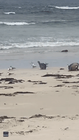 Sea Lion Pup Playfully Chases Birds on Beach