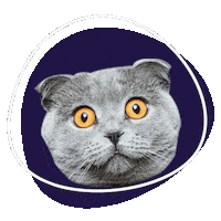 Sticker by SOY FANIMAL