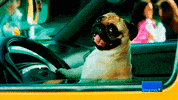 dog funny pet GIF