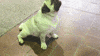 dog GIF by Westminster Kennel Club