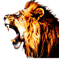 Queens University Lion Sticker by Queens University of Charlotte Athletics