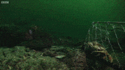 Ocean Nom GIF by OctoNation® The Largest Octopus Fan Club!