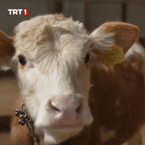 Look No GIF by TRT