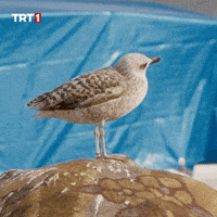 Look Read GIF by TRT