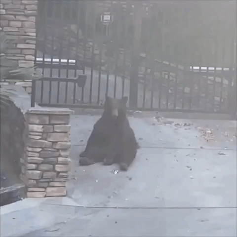 Bear Seen Chilling in California Driveway