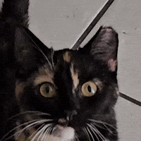 Cat Kitten GIF