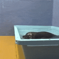 Seal Splash GIF