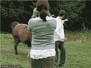 llamas rage GIF by Cheezburger