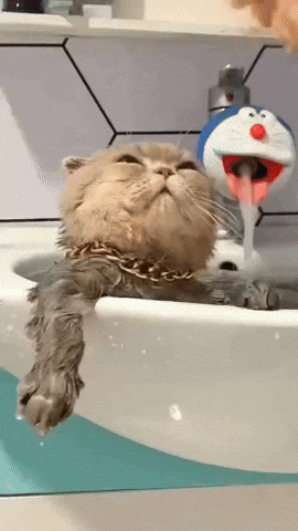 cuteanimalland giphyupload GIF