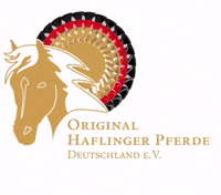 Original-Haflinger haflinger ohd GIF