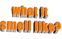 orange what Sticker by AnimatedText