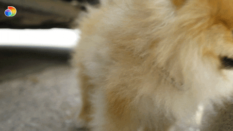 Real Housewives Dog GIF by discovery+