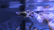 mysticaquarium  GIF