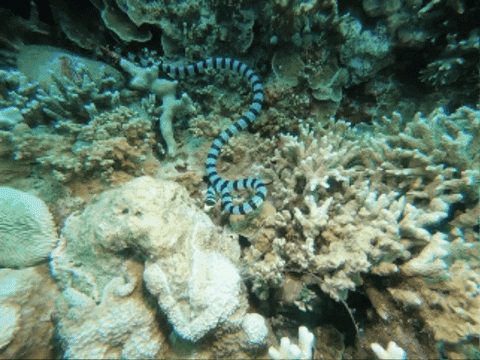 WildlifeWonders giphygifmaker GIF