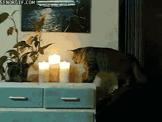 cat candles GIF by Cheezburger