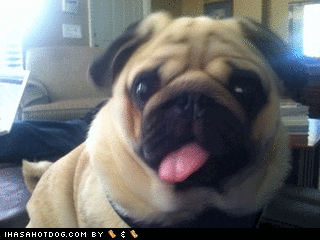 Video gif. Pug stares at the camera with a tongue out and cocks its head to the side.