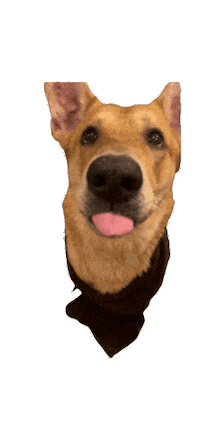 mimmilofstrand dog what confused adorable Sticker