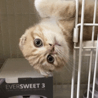 Cat Wink GIF