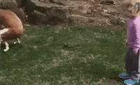pooping GIF