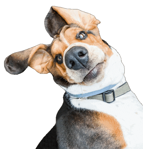Basset Hound Sniff Sticker