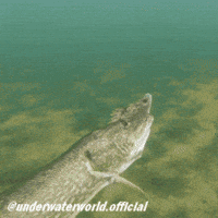 Fishing Pike GIF