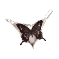 Marina And The Diamonds Butterfly Sticker by MARINA