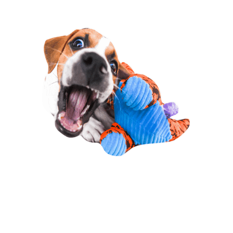 Crazy Eyes Lol Sticker by Taylor Starcher