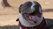 dog GIF by Nat Geo Wild