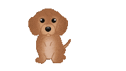 Sausage Dog Dachshund Sticker by zoopeez